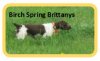 Birch Spring Brittanys logo