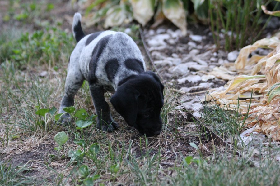 Creekside Canines Iowa AKC GSP Pups Hunting Dog Breeders