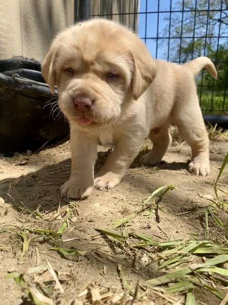 4 weeks
