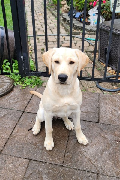 Muskeecreek retrievers - Yellow and black labs | Hunting Dog Breeders