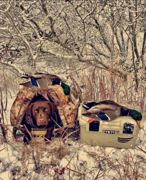 Last litter