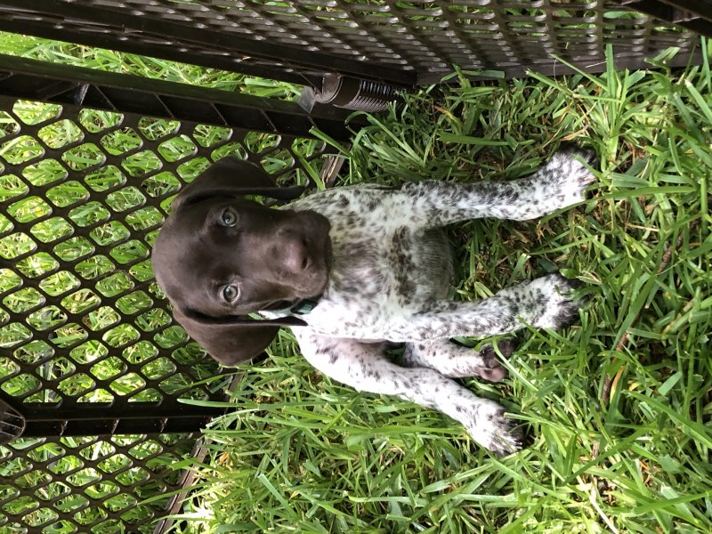 Mr. Green, liver roan, patched and white ticking, larger male