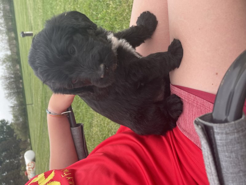 Black Male (black bone) He is the largest of the litter