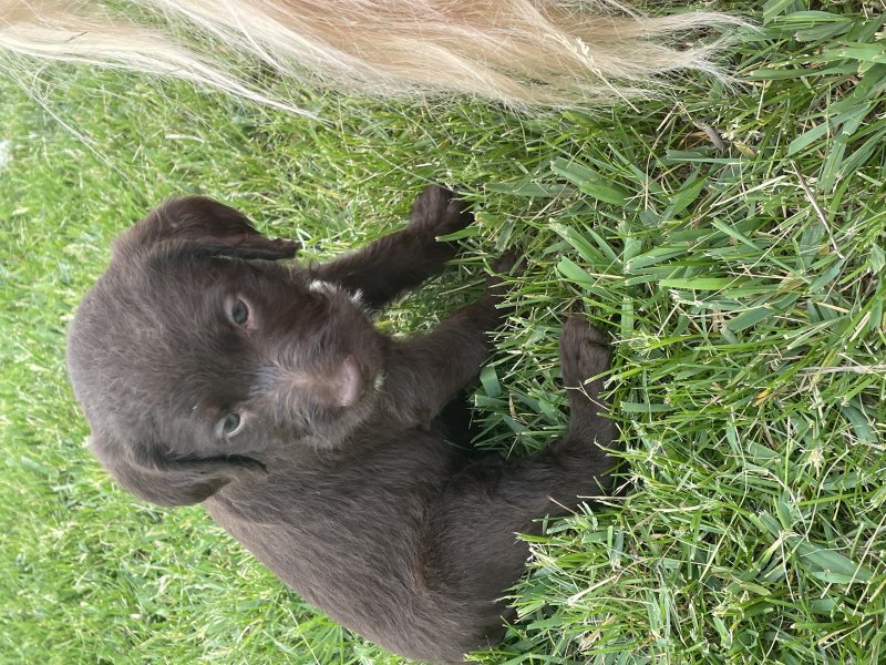 Brown female