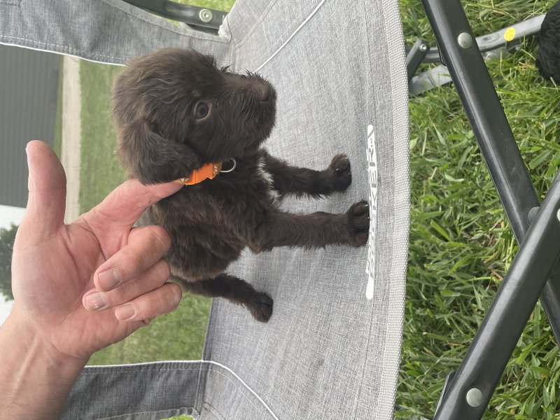 Brown male he is the smallest of the litter