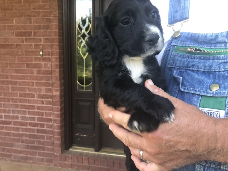 Black with white on nose, paws, and chest. Male #3