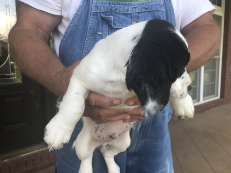 White with black markings Male #1  pup is ticking out more as he grows. 