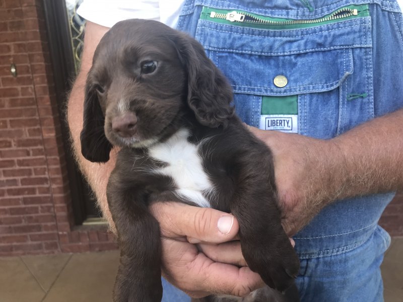 Liver with white on chest and nose.