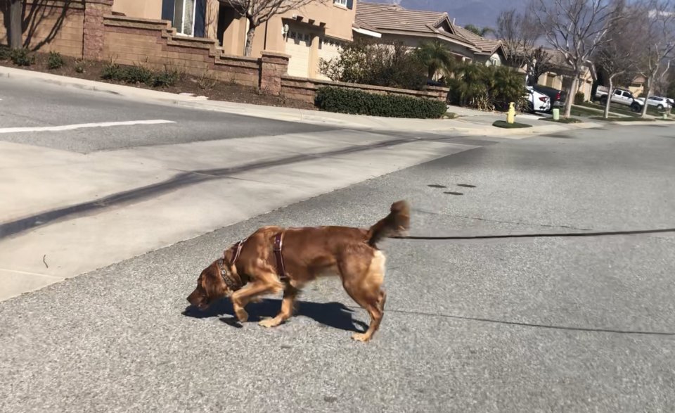 Dam-Tracking subject on hard surfaces in a busy Community