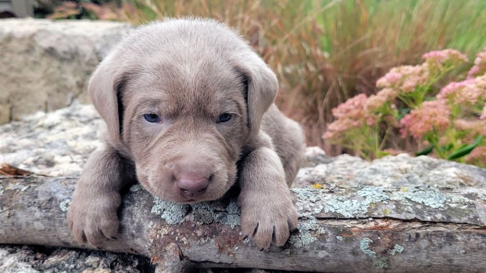 Silver Male - Teal