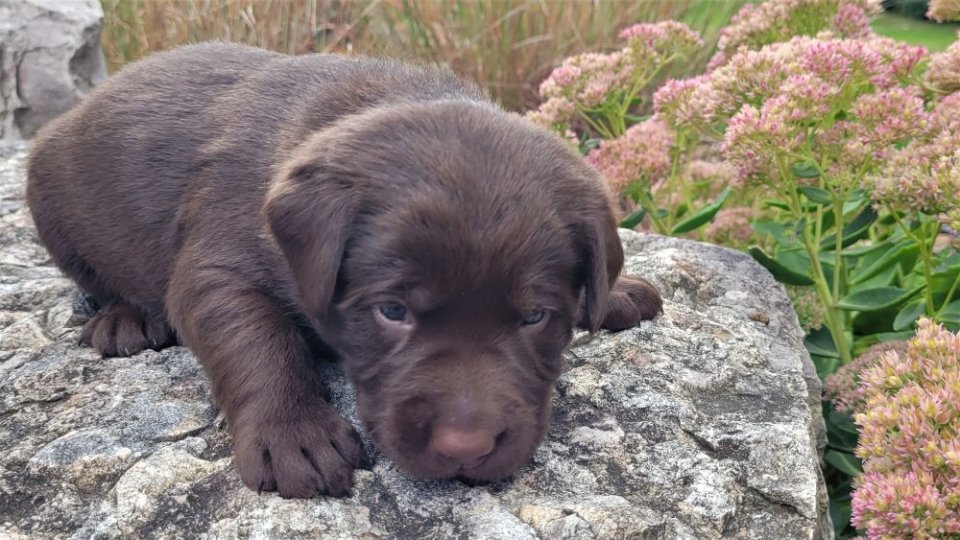 Chocolate Male - Orange