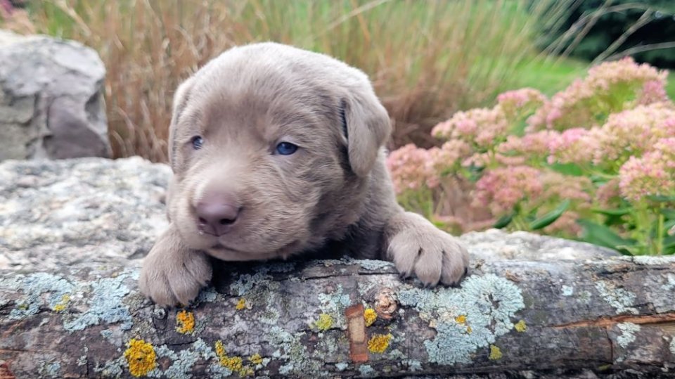 Silver Male - Black