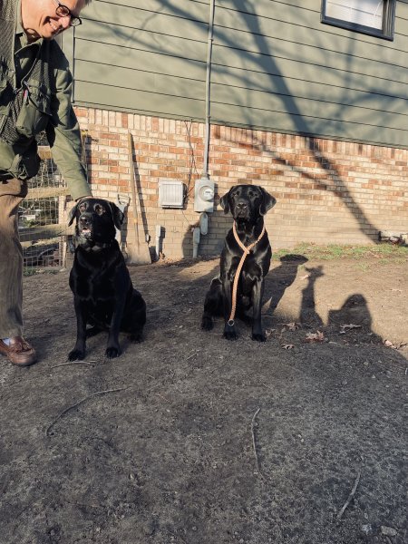 Sire & Dam
Belle Left, Preacher Right