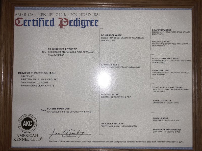 Tuckers Pedigree