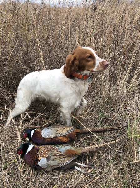 Tucker