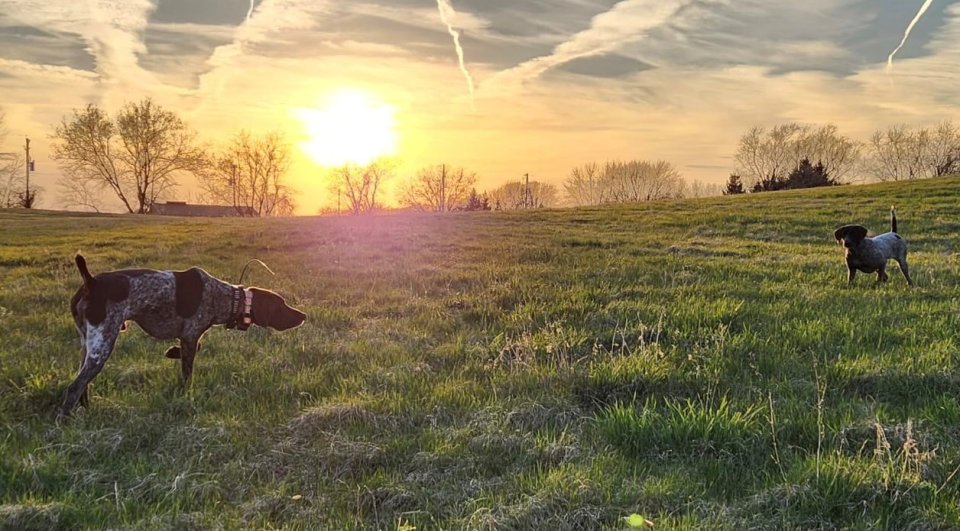 Axl and Storm in the field.