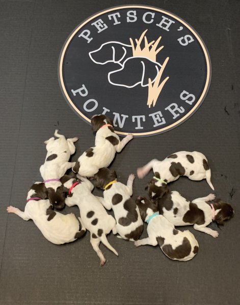 8 pups born 8/26/2023