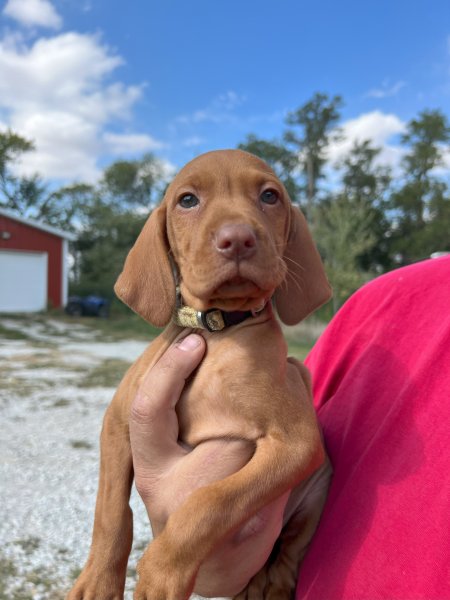 Sadie's Yellow Female