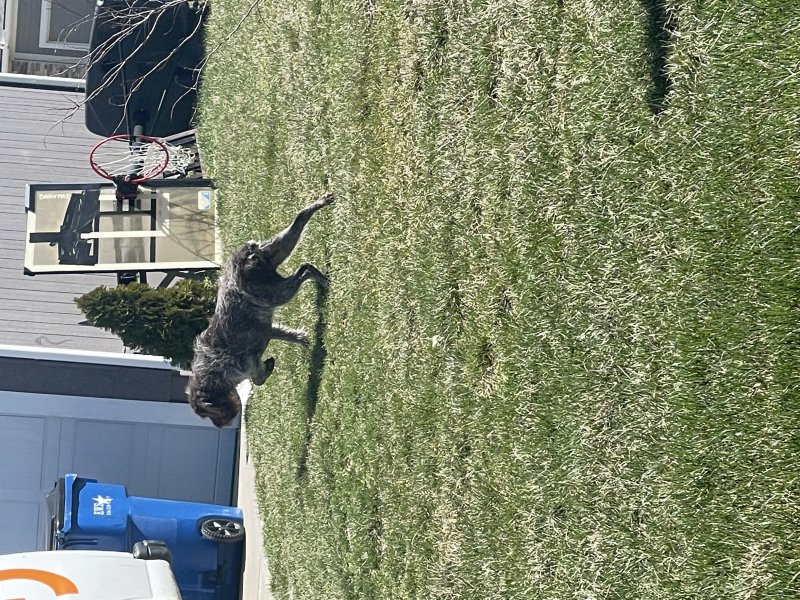 Moose on Point in the Neighbors yard