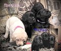(Last litter pictures) Repeat breeding, ready to go home Dec 2024.