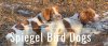 Spiegel Bird Dogs logo