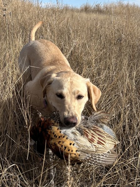 Female from Carly's previous litter at 8 months