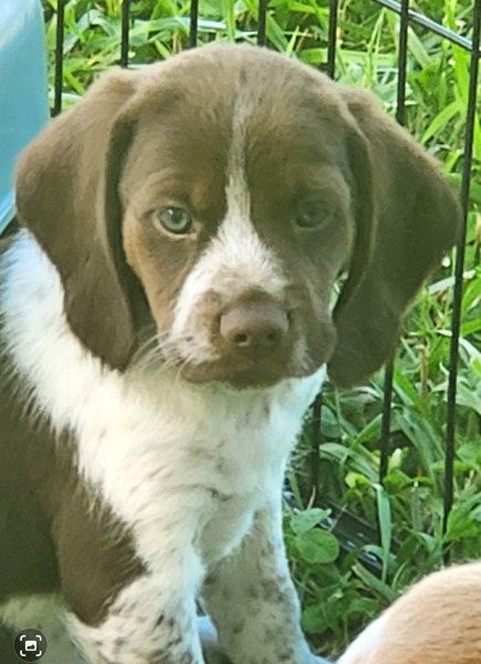 'Feisty' Male