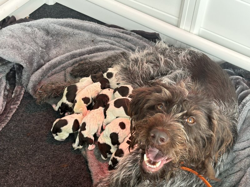Dam with litter. 12 puppies!