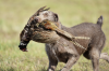 Legenda Les Slovakian Wirehaired Pointers logo