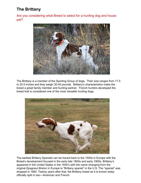 The Brittany