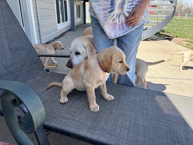 Female pup purple collar