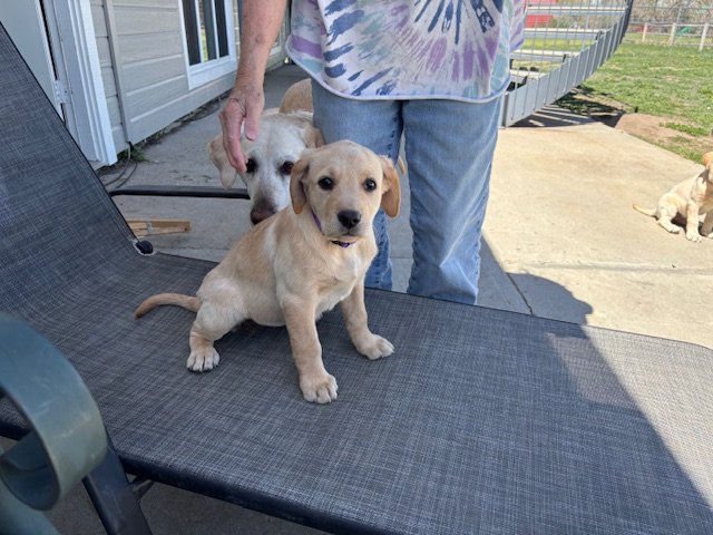 Female pup purple collar