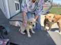 Female pup silver collar