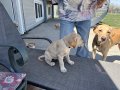 Female pup silver collar