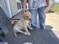 Male pup teal collar