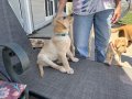 Male pup teal collar