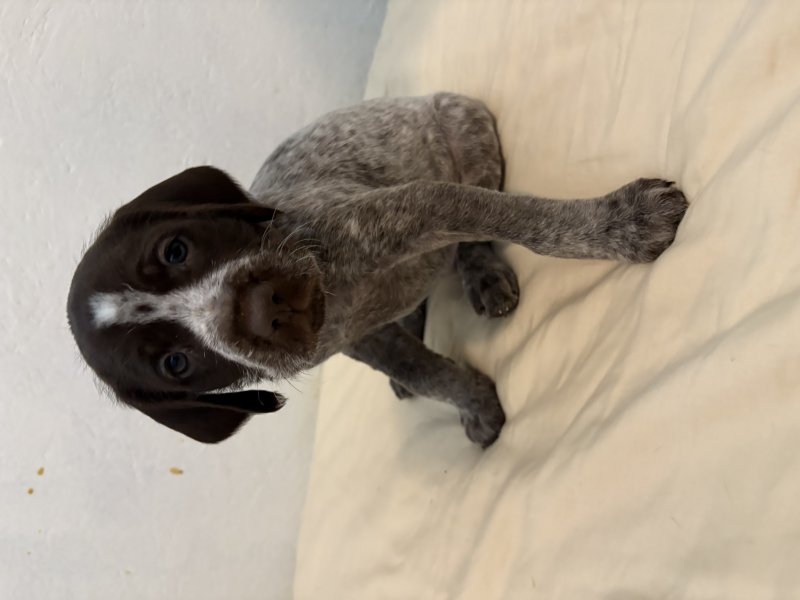 Orange collar boy
