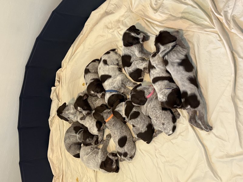 The Dynamic Dozen! 3 weeks old