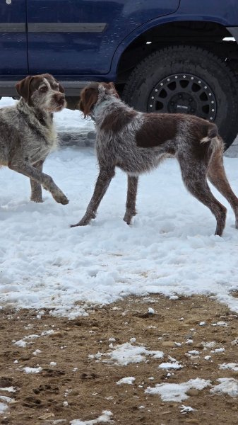 Fudd & Juniper meeting, practically love at first sight!