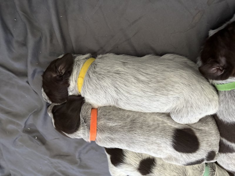 Yellow collar - Girl