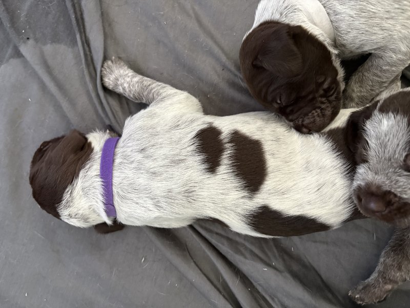 Purple collar - Girl