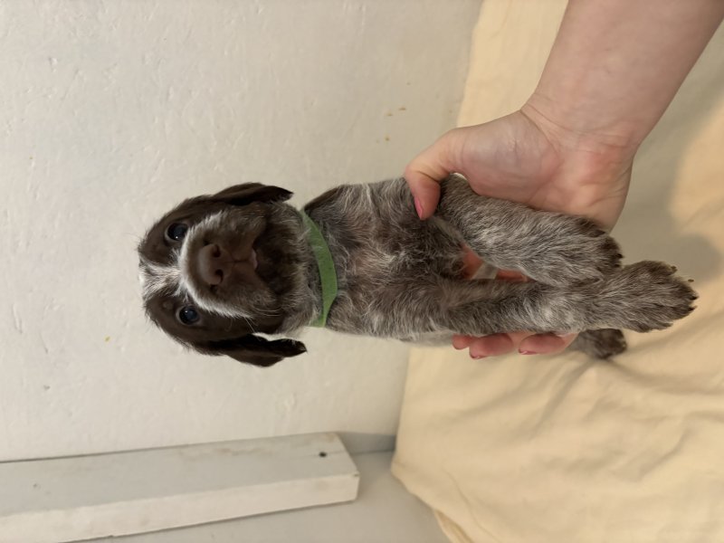 Green collar boy
