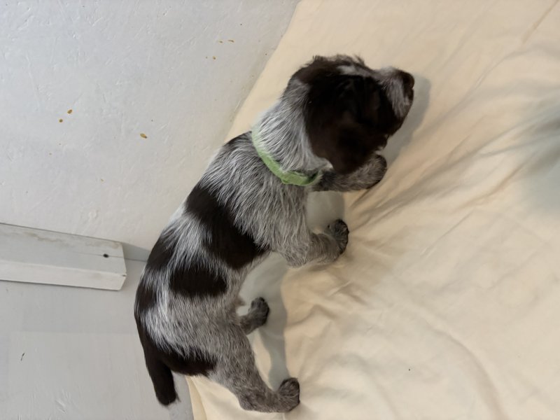 Green collar boy