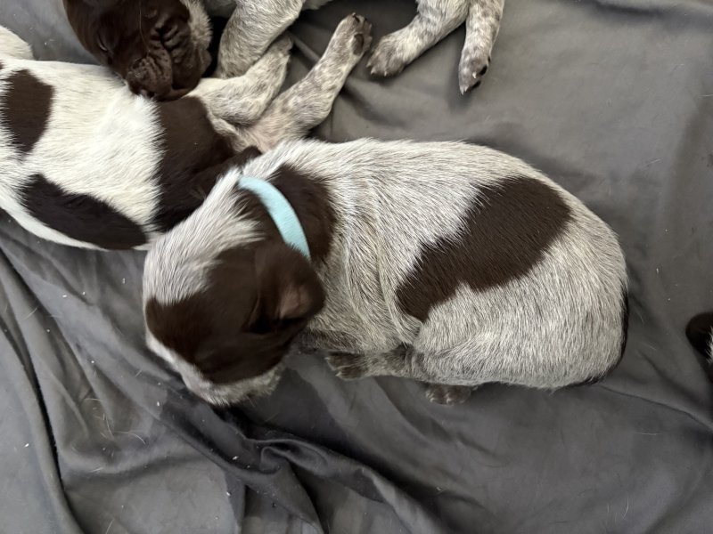 Light Blue collar - Boy
