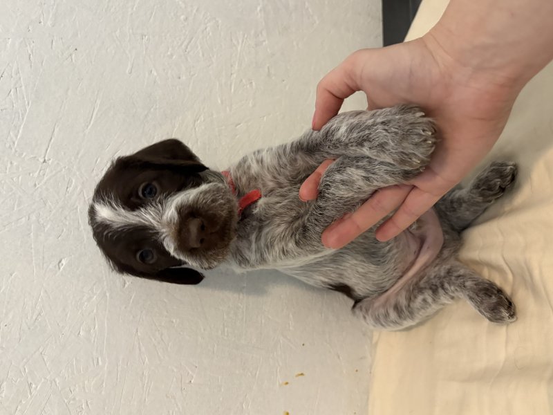 Red collar - boy
