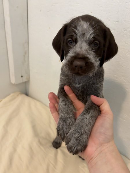 Light Blue collar boy