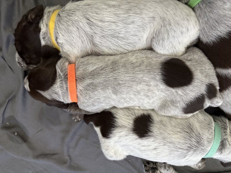Orange collar - Boy