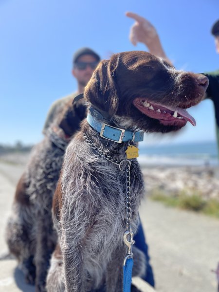 Juniper