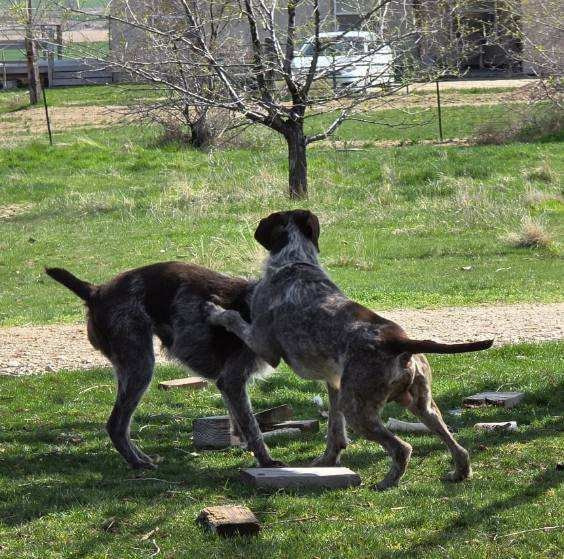Juniper & Fudd the week she was bred.