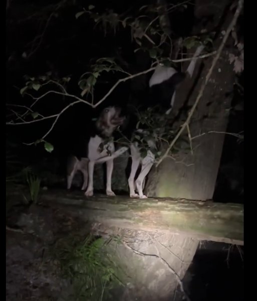 Sire and Dam treeing